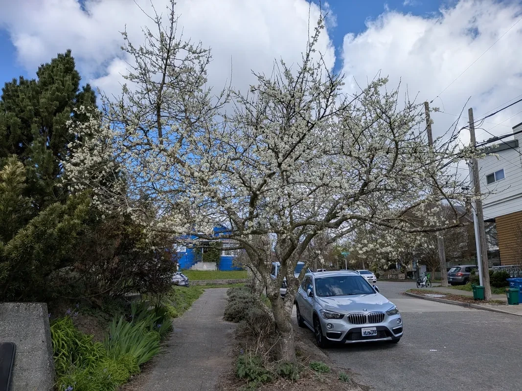 Flowering Presidential plum tree on a urban streat.